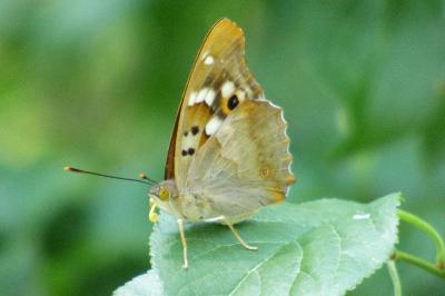 <i>Apatura ilia</i>
