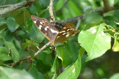 <i>Apatura ilia</i>