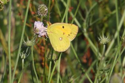 <i>Colias crocea</i>