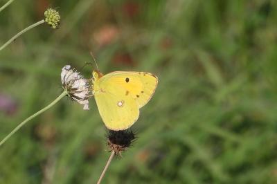 <i>Colias crocea</i>