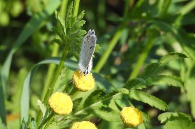 <i>Polyommatus icarus</i>