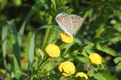 <i>Polyommatus icarus</i>