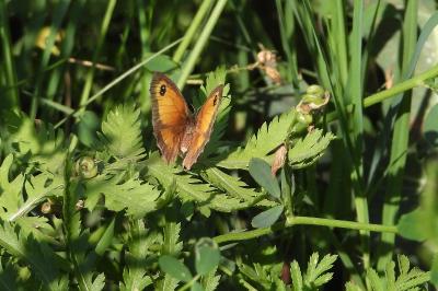 <i>Pyronia tithonus</i>