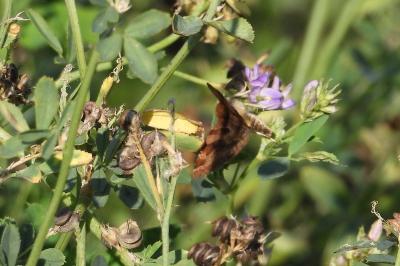 <i>Euclidia glyphica</i>