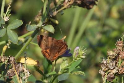 <i>Euclidia glyphica</i>