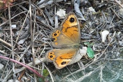 <i>Lasiommata maera</i>