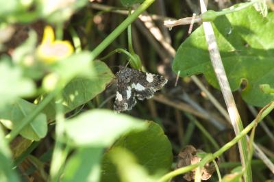 <i>Tyta luctuosa</i>