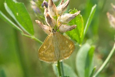 <i>Sitochroa verticalis</i>