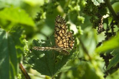 <i>Chiasmia clathrata</i>