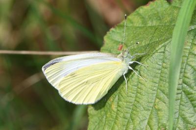 <i>Pieris rapae</i>