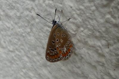 <i>Polyommatus icarus</i>