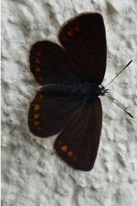 <i>Polyommatus icarus</i>