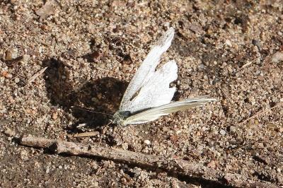 <i>Pieris napi</i>