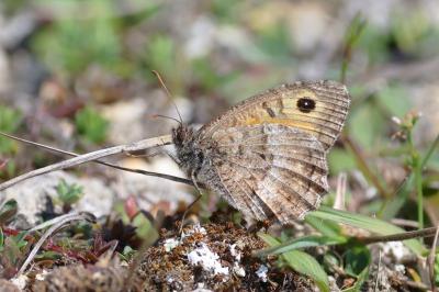 <i>Arethusana arethusa</i>