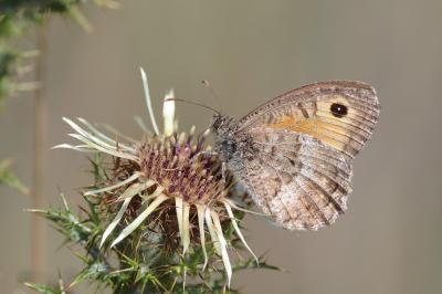 <i>Arethusana arethusa</i>