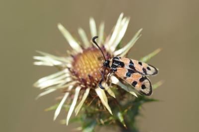 <i>Zygaena fausta</i>