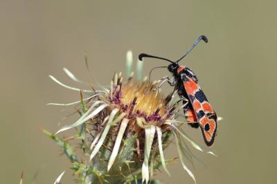 <i>Zygaena fausta</i>