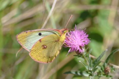 <i>Colias</i>