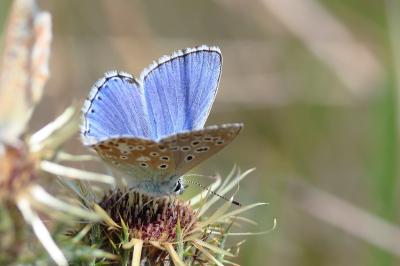 <i>Lysandra bellargus</i>