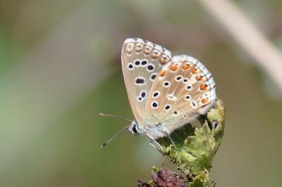 <i>Lysandra bellargus</i>