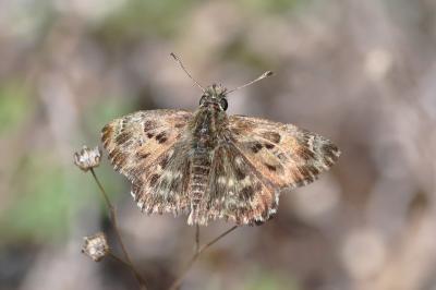 <i>Carcharodus alceae</i>