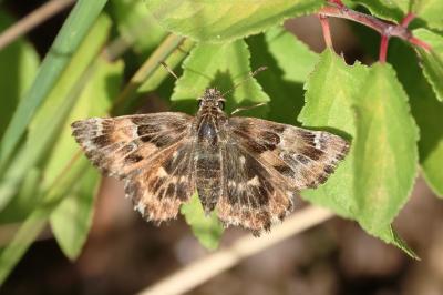 <i>Carcharodus alceae</i>