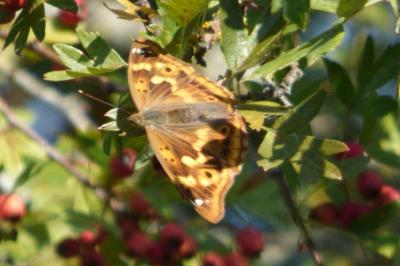 <i>Apatura ilia</i>