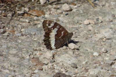 <i>Brintesia circe</i>