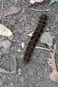 <i>Macrothylacia rubi</i>