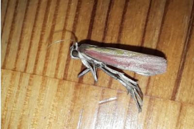<i>Oncocera semirubella</i>
