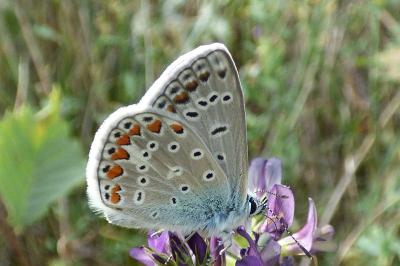 <i>Polyommatus icarus</i>