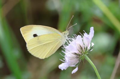 <i>Pieris rapae</i>