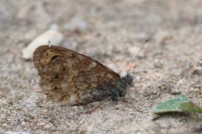 <i>Lasiommata megera</i>