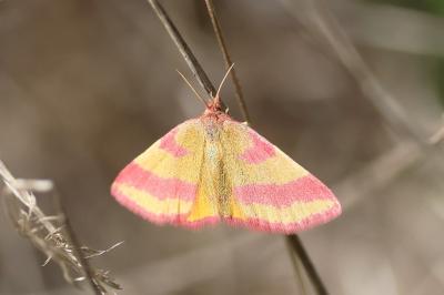 <i>Lythria cruentaria</i>