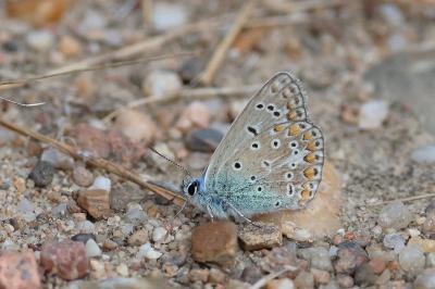 <i>Polyommatus icarus</i>