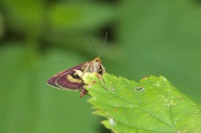 <i>Pyrausta purpuralis</i>