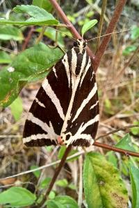<i>Euplagia quadripunctaria</i>