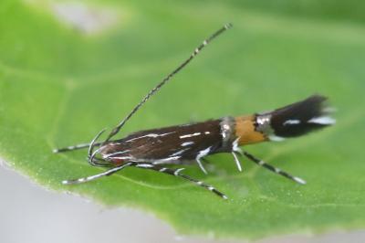 <i>Cosmopterix pulchrimella</i>