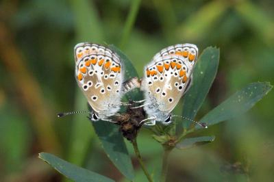 <i>Aricia agestis</i>