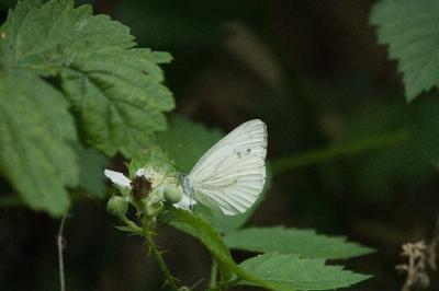 <i>Pieris napi</i>