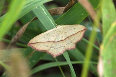 <i>Timandra comae</i>