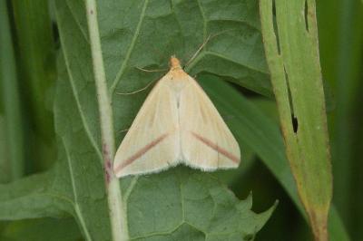 <i>Rhodometra sacraria</i>