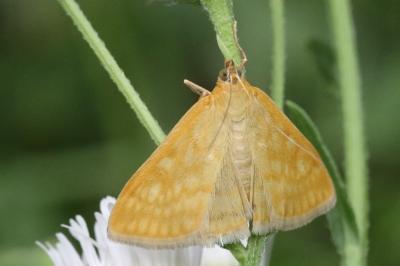 <i>Sitochroa verticalis</i>