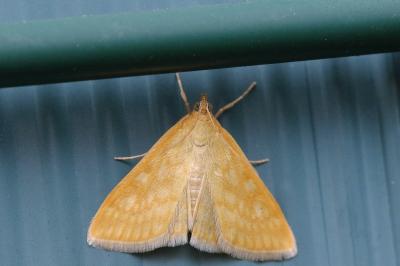 <i>Sitochroa verticalis</i>