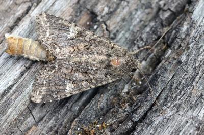 <i>Mamestra brassicae</i>