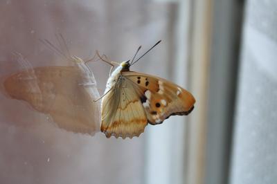 <i>Apatura ilia</i>