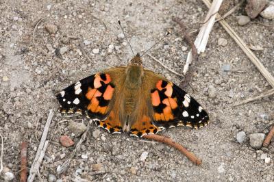 <i>Vanessa cardui</i>