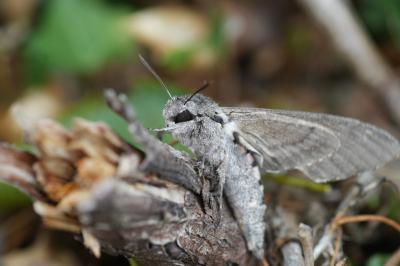 <i>Agrius convolvuli</i>