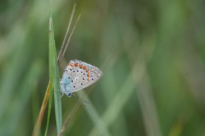 <i>Polyommatus icarus</i>