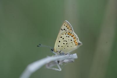<i>Lycaena tityrus</i>